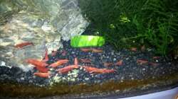Besatz im Aquarium Sera cube 60
