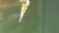 Malaiische Turmdeckelschnecke
