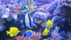 Aquarium Becken 29195