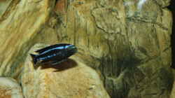 Besatz im Aquarium Mbuna Becken