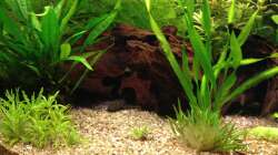 Mangrovenwurzeln mit Höhlen