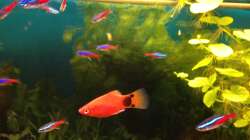 Mickey-Mouse-Platy und Neonsalmler
