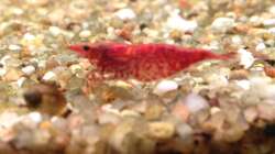 Red-Fire-Garnele - Eiertragend