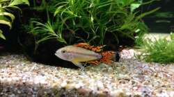 Kakadu-Zwergbuntbarsch