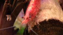 Red-Fire-Garnele - Eiertragend