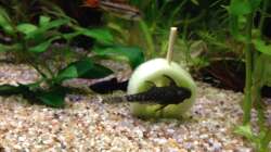 Ancistrus-Wels und Black Molly mit Gurke