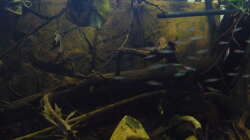 Aquarium South America Biotope Nur noch als Beispiel