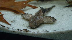 Besatz im Aquarium South America Biotope Nur noch als Beispiel