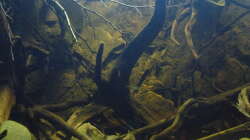 Aquarium South America Biotope Nur noch als Beispiel