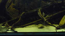 Aquarium South America Biotope Nur noch als Beispiel