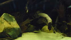 Aquarium South America Biotope Nur noch als Beispiel