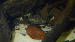 Und der andere auch noch