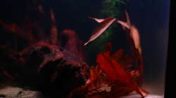 Dekoration im Aquarium Little fire