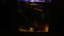 Aquarium Little fire