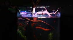 Aquarium Little fire