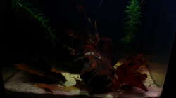 Dekoration im Aquarium Little fire