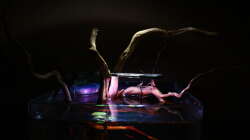 Dekoration im Aquarium Little fire