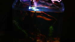Aquarium Little fire