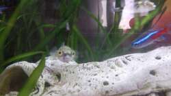 Besatz im Aquarium Kugelfische aufgelöst