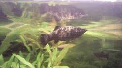 Besatz im Aquarium Zahnkarpfenbecken aufgelöst