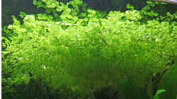 Pflanzen im Aquarium Becken 2964
