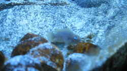 Besatz im Aquarium Neolamprologus multifasciatus