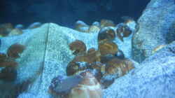 Aquarium Neolamprologus multifasciatus