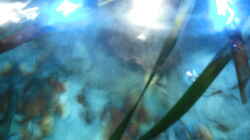 Aquarium Neolamprologus multifasciatus
