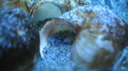 Besatz im Aquarium Neolamprologus multifasciatus