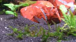 Panzerwels beim fressen