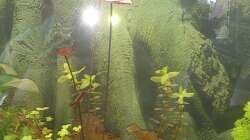 Tigerlotus ´rot´ / 03.03.2014