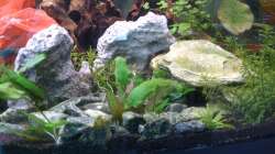 Zwergbuntbarschhöhle