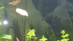 Tigerlotus ´rot´ 06.03.2014