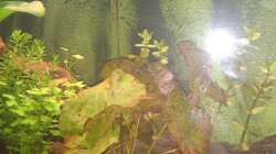 Tigerlotus ´rot´ / 24.02.2014