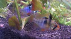 Schmetterlingsbuntbarsche