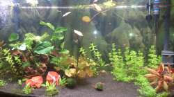 erstes freies Schwimmen