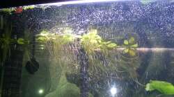 Muschelblumen von unten