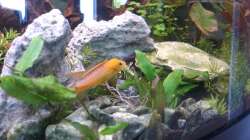 Zwergbuntbarsch vor seiner Höhle