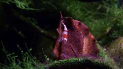 Besatz im Aquarium Bachbiotop