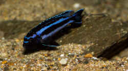 Melanochromis johannii - sie machen sich sehr gut :-)