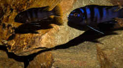 Labidochromis sp. mbamba bay
