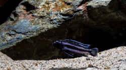 Melanochromis johannii -- von `jung zu alt` ..