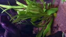 Echinodorus bleheri (Blehers Schwertpflanze)