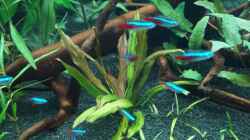 Pflanzen im Aquarium Neon Becken