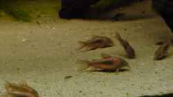 Bodenpersonal (Corydoras aeneus)