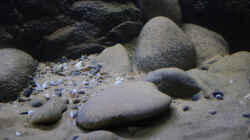 Flusskiesel und kleinere Kiesel im Sand 