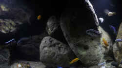 Dekoration im Aquarium Lake Malawi Cichlids