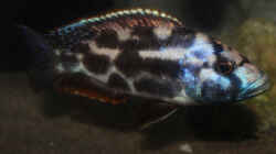 Nimbochromis livingstonii - Männchen