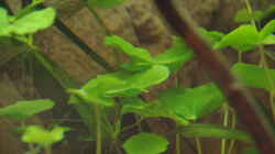 Brasilianischer Wassernabel	, Hydrocotyle leucocephala