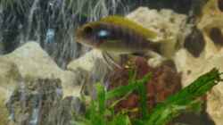 Labidochromis Hongi `RED TOP`